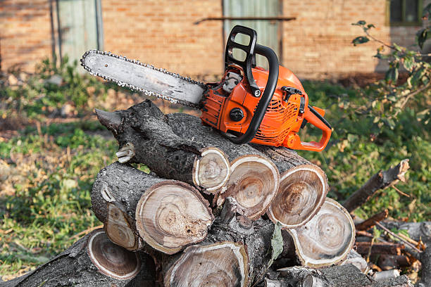 Best Large Tree Removal  in Bernalillo, NM